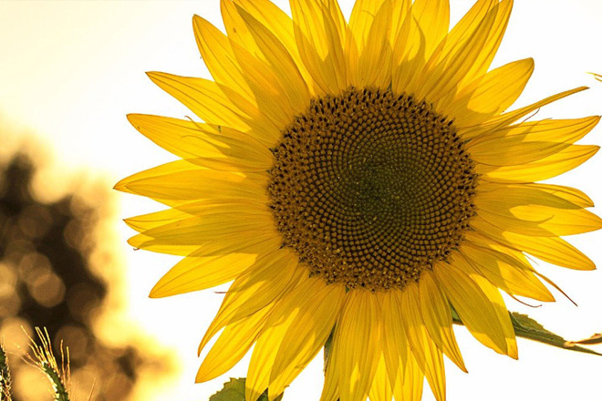 Dekofoto: Sonnenblumenblüte im Gegenlicht