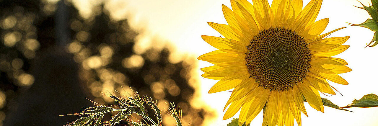 Dekobild: Sonnenblumenblüte im Gegenlicht