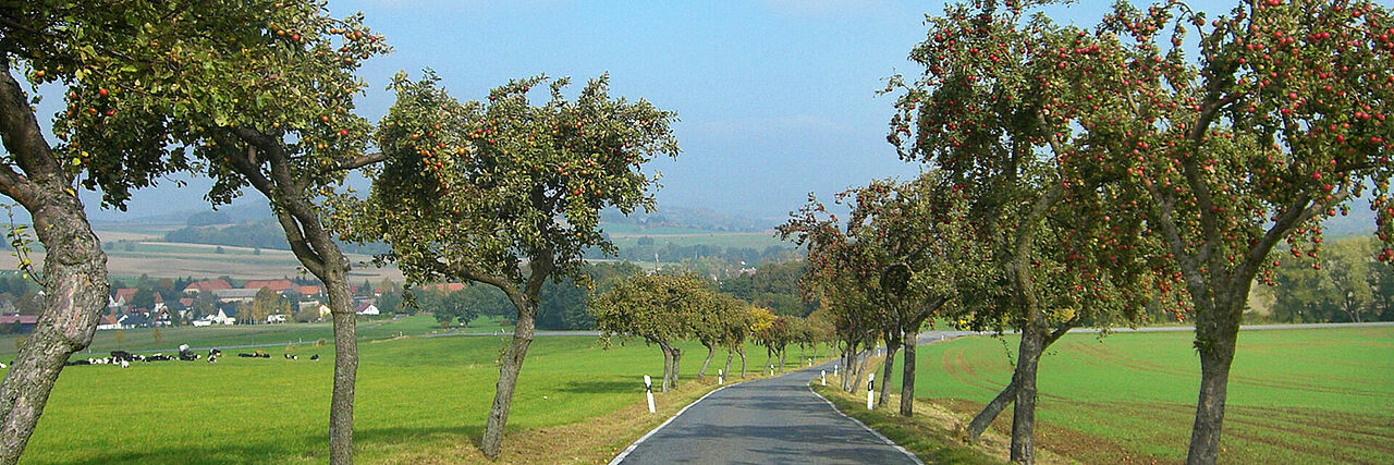 1920_Anfahrt2.jpg Straße führt durch Allee mit Blick über die Landschaft. An den Bäumen hängen Äpfel.